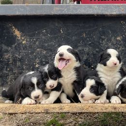 Border Collie Puppies from Rivendell Border Collies