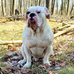 Olde English Bulldogges from Blue Knob OEB's