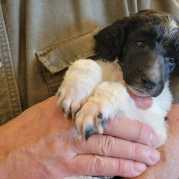 Poodle Puppies from Chapel Hill Poodles