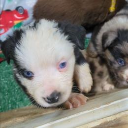 Margo - Black tri-color female Australian Shepherd puppy in Almo, Kentucky from Riley's Paw Pals