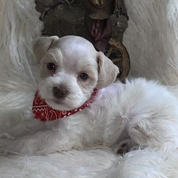 Girl 2 - Wheaten female Miniature Schnauzer puppy in Silsbee, Texas from My Little Schnauzer Pals