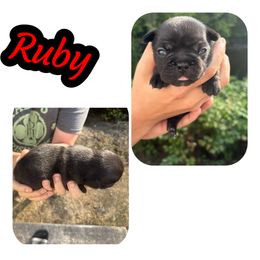 French Bulldogs from Wv Frenchie’s