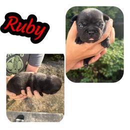 French Bulldogs from Wv Frenchie’s