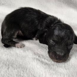 Keeper Boy - Black and cream male Dachshund puppy in Anaconda, Montana from Williams Family Dachshunds
