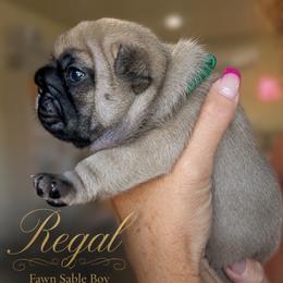 French Bulldog Puppies from Scherners Frenchie Frenz