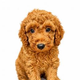 Mo - Red  male Goldendoodle puppy in Warrensburg, Missouri from Supreme Doodles