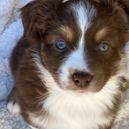 Miniature Australian Shepherd puppies from Blue Skye's Miniature Australian Shepherds
