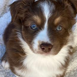 Miniature Australian Shepherd puppies from Blue Skye's Miniature Australian Shepherds