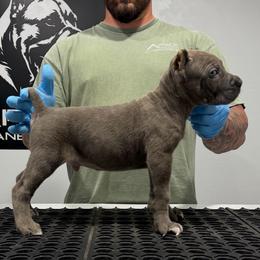 Male Puppy 1 - Gray brindle male Cane Corso puppy in Cashion, Oklahoma from APEXOK Cane Corsos LLC