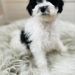 Bump - male Havapoo puppy in Natural Bridge, Virginia from Rockbridge Puppies