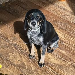 Trixie - Beagle