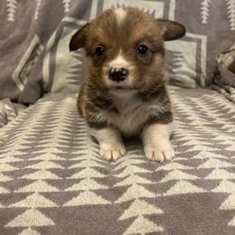 Nibbles - Red male Pembroke Welsh Corgi puppy in Maupin, Oregon from Bailey Nannini