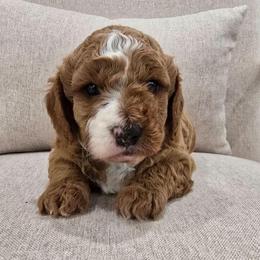 Milky way - Red male Cavapoo puppy in Fordland, Missouri from K&K's Puppy Kingdom