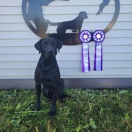 Male Pick 7 - Black male Labrador Retriever puppy in Berlin Township, Michigan from Fritz Pointing Labs