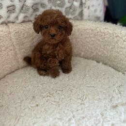 Minnie - Red  female Poodle puppy in Kissimmee, Florida from Unique Poodles