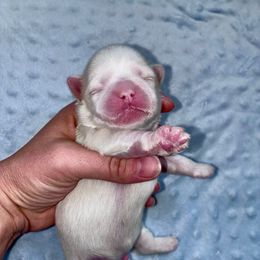 Boy 3 - White male Companion Cross puppy in Kettering, Ohio from The Ruff Life Tribe