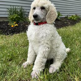 Boy 4 - male Poodle puppy in Athol, Massachusetts from DoeValley Standard Poodles