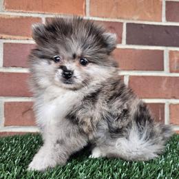 Pomeranian Puppies from Imperial Pomeranians