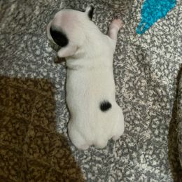 Border Collie and Jack Russell Terrier Puppies from CP FARMS BORDER COLLIES N JACKS CORP