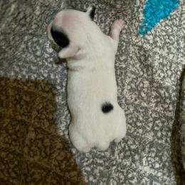Border Collie and Jack Russell Terrier Puppies from CP FARMS BORDER COLLIES N JACKS CORP