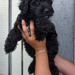 Pecan - Black tri-color male Aussiedoodle puppy in Lithia, Florida from Waterford Doodle Farm