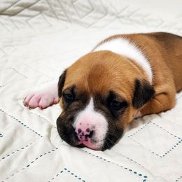 American Staffordshire Terrier Puppies from MDYC Amstaffs
