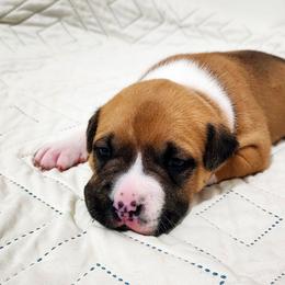 American Staffordshire Terrier Puppies from MDYC Amstaffs
