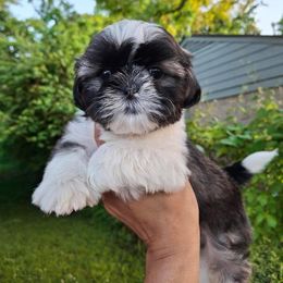 Shih Tzu and Yorkshire Terrier Puppies from Thorntons Fur Crew