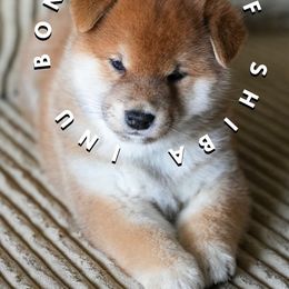 Shiba Inu Puppies from Bonsai Wolf Shiba Inu