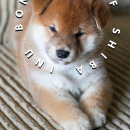Shiba Inu Puppies from Bonsai Wolf Shiba Inu