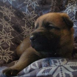 Red - Sable female German Shepherd puppy in Pahrump, Nevada from Rayler Kennels