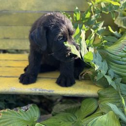 Girl 5 - Black female Giant Schnauzer puppy in Bois D’arc, Missouri from Down Low Kennels formerly LNL’s Giant Schnauzers and T9 Giants