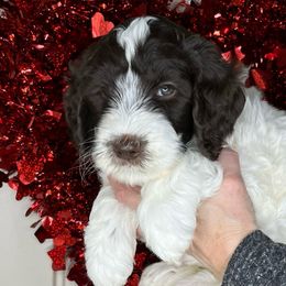 Boy 3 - Parti Goldendoodle puppy in Newark, Ohio from Valleydayle Doodles and Wheatens