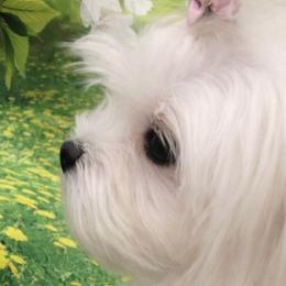 Krissy - White female Maltese puppy in North Myrtle Beach, South Carolina from Perfect Puppies