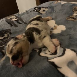 American Corgi Puppies from Mac-Kuz Kennels