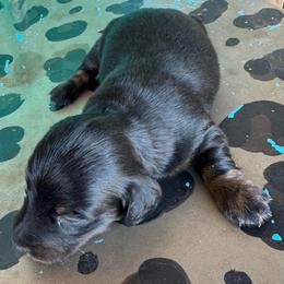 Sadie - Brindle female Dachshund puppy in Hawley, Texas from Foxy’s Dachshunds & Toy Aussies
