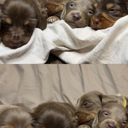 Dachshund Puppies from Chivi Paws