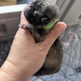 Green collar - Fawn male Pug puppy in Tucson, Arizona from Furever Friends