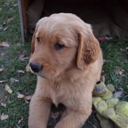 Golden Retriever Puppies from Tammy P. Roth