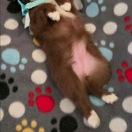 Higanbana - Red & white female Toy Australian Shepherd puppy in Arlington, Texas from CopperHead Aussies