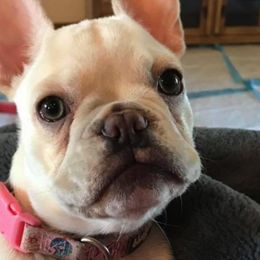 French Bulldogs from Pardon My Frenchie