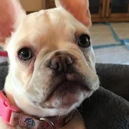 French Bulldogs from Pardon My Frenchie