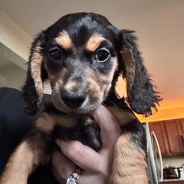 Kimmy - Black and cream female Dachshund puppy in Grand Blanc, Michigan from KaMilira Shore Dachshunds