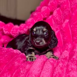 Daisy - Black and cream female Dachshund puppy in Hornbeck, Louisiana from A&Z Mini Dachshunds