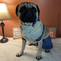 Georgie - Pug