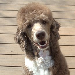 Besra - Poodle