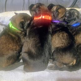 German Shepherd Puppies from Samhain Shepherds
