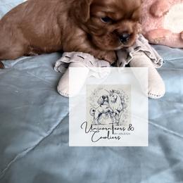 Cavalier King Charles Spaniel and Cavapoo Puppies from Unicorn Tears and Cavaliers