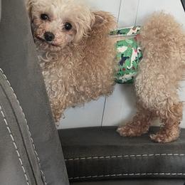 Grizzy - Apricot male Poodle puppy in Mineral Wells, Texas from S.H.A.R.P.’s Toy Poodles
