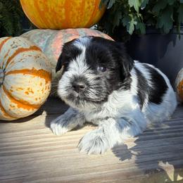 Hexie - Parti female Miniature Schnauzer puppy in Silver Creek, Mississippi from Mamie’s Minis, LLC